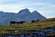 79 Cavalli al pascolo alla Baita Alta con vista in Grem